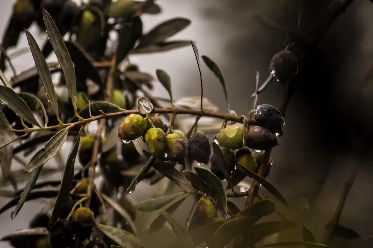 Cómo utilizan el subproducto de las aceitunas. (Foto: Pixabay).