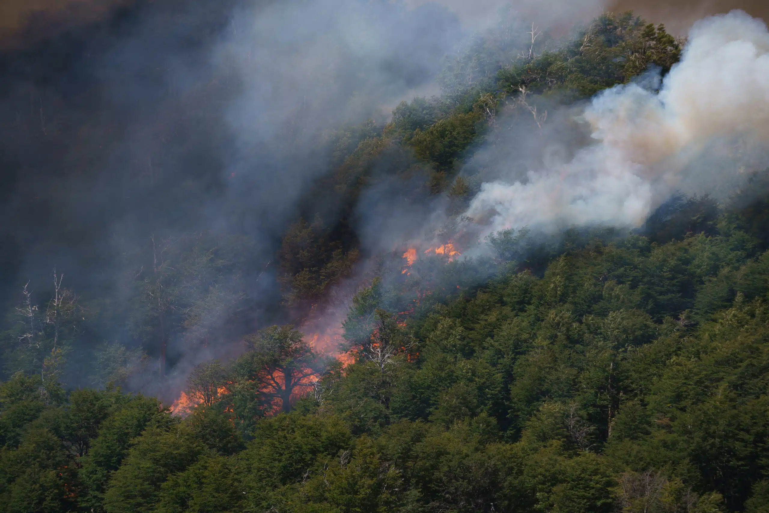 Incendios en el Parque Nacional Lanín. (Foto: Federico Soto- Greenpeace).