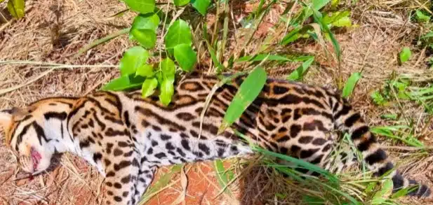 Otro ocelote atropellado en Iguazú. Foto: Canal 12 Misiones.