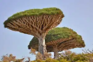 El árbol de sangre de dragón es una especie endémica de la isla de Socotra. Foto: Wikipedia.