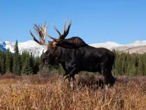 El alce europeo vuelve a los humedales de Reino Unido. Foto: Crónicas de Fauna.