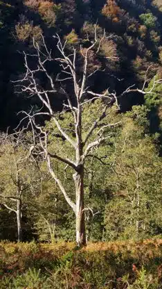 The problem of dry trees. (Photo: Freepik).