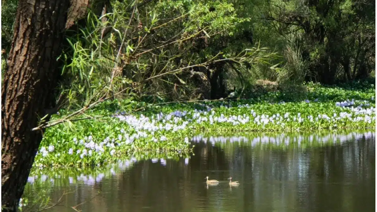 áreas naturales protegidas