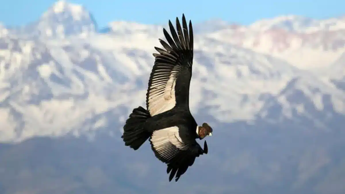 aves más emblemáticas