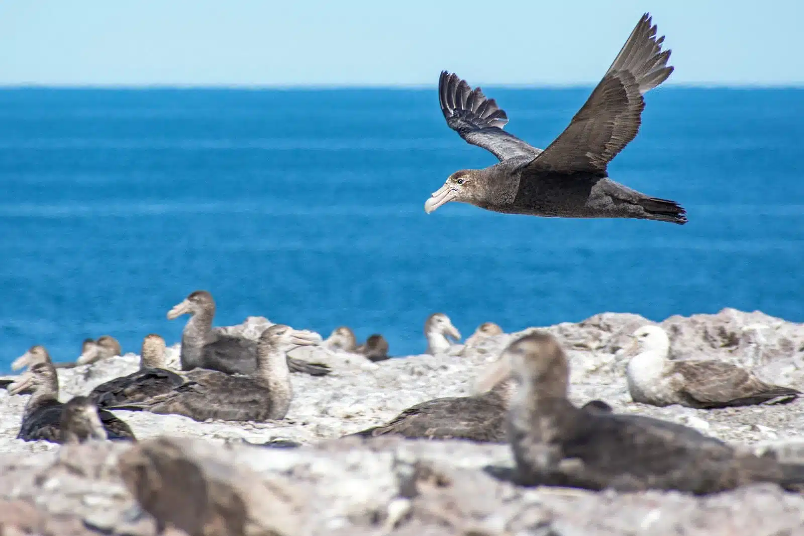 biodiversidad marina