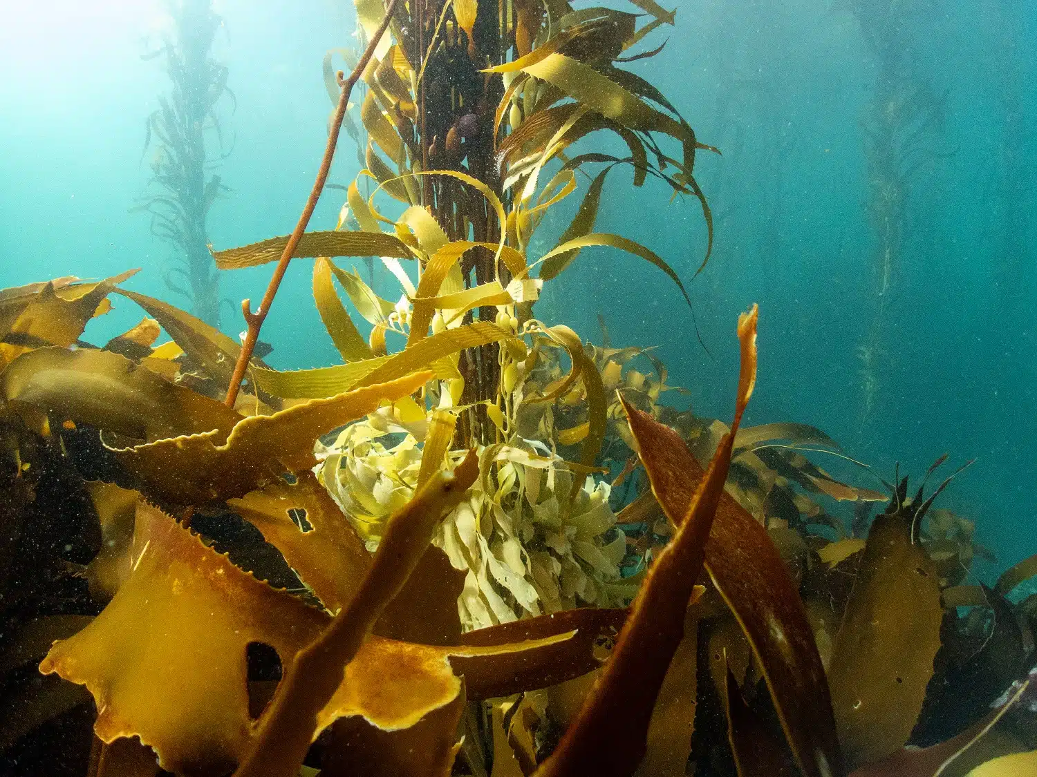 submarine forest
