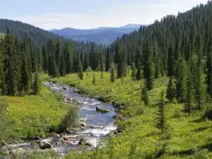 Russian boreal forests. Photo: Wikipedia.