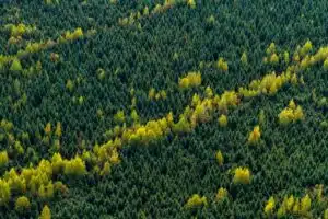 Bosque boreal. Foto: Ecologia Verde.