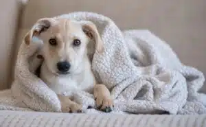 Cómo proteger a tu mascota del frío invernal