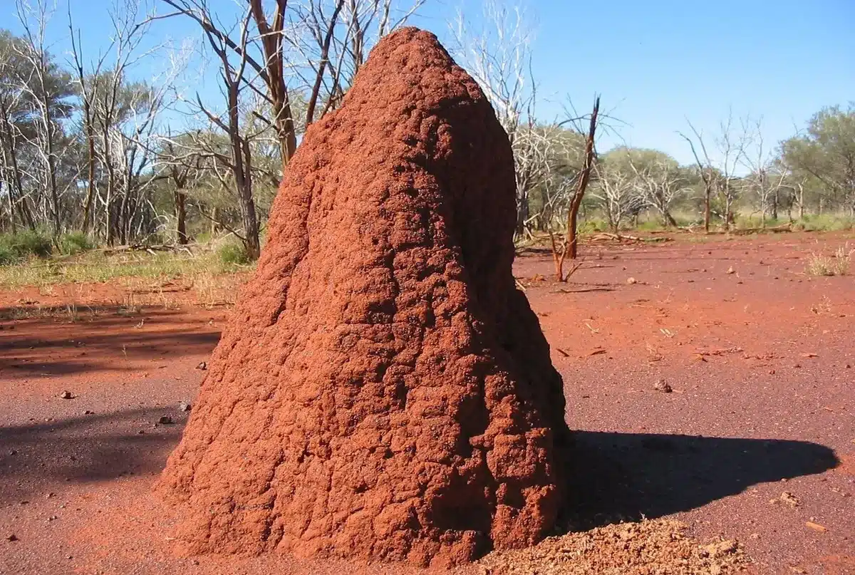 Termites built structures that protect them from heat and predators. Photo: Diario Uno.