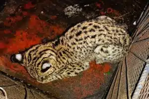 Gato montes rescatado en Entre Río. Photo: El Entre Ríos.