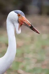 African cranes moving away from extinction. Photo: Wikipedia.