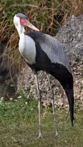 Crane. Photo: Wikipedia.