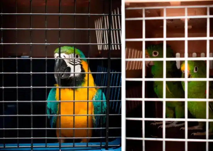 As aves resgatadas. (Foto: El Colombiano).