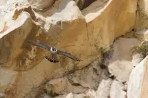 Halcón peregrino. Foto: Wikipedia.