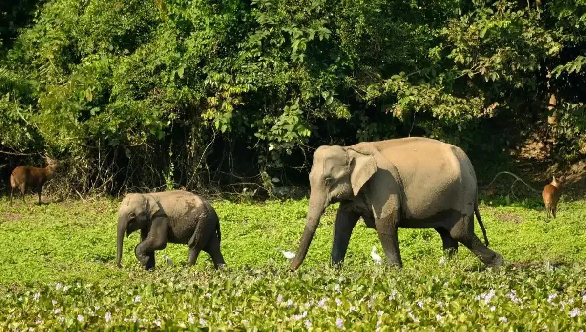 Isla Majuli, India. Foto: Diario Uno.