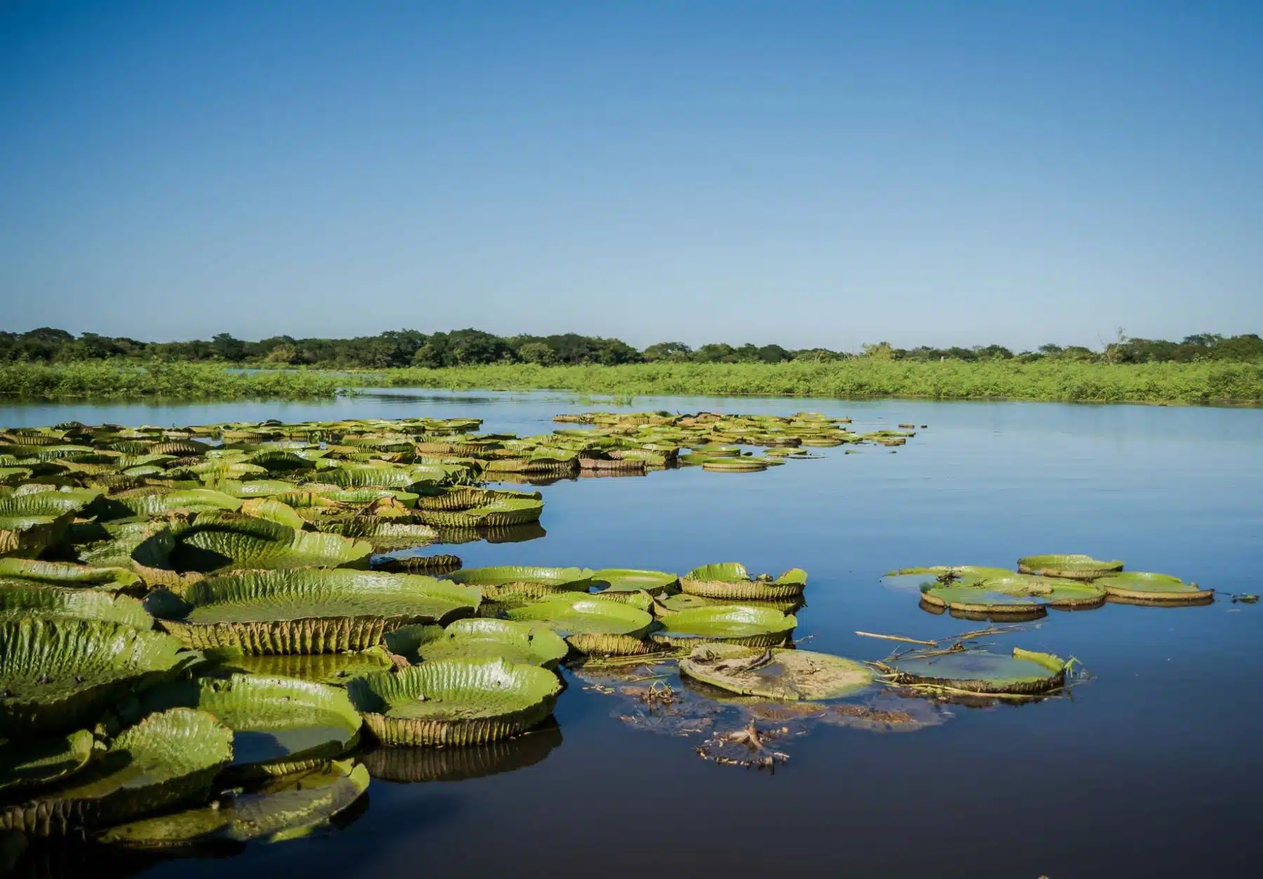 Wetlands in Argentina: what happens with Jaaukanigás. (Photo: La Ruta Nacional).