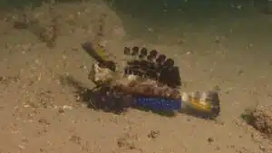Un grupo de jóvenes busca proteger la vida marina en Hong Kong. Foto: Living Seas Hong Kong.