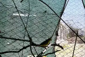 Large macaw released. Photo: Ministry of Environment and Sustainable Development of San Luis.