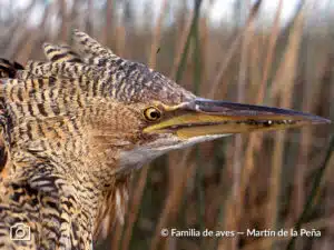 Mirasol Grande, wild bird of Tucumán. Photo: Faculty of Veterinary Sciences - Bird Family - Martín de la Peña.