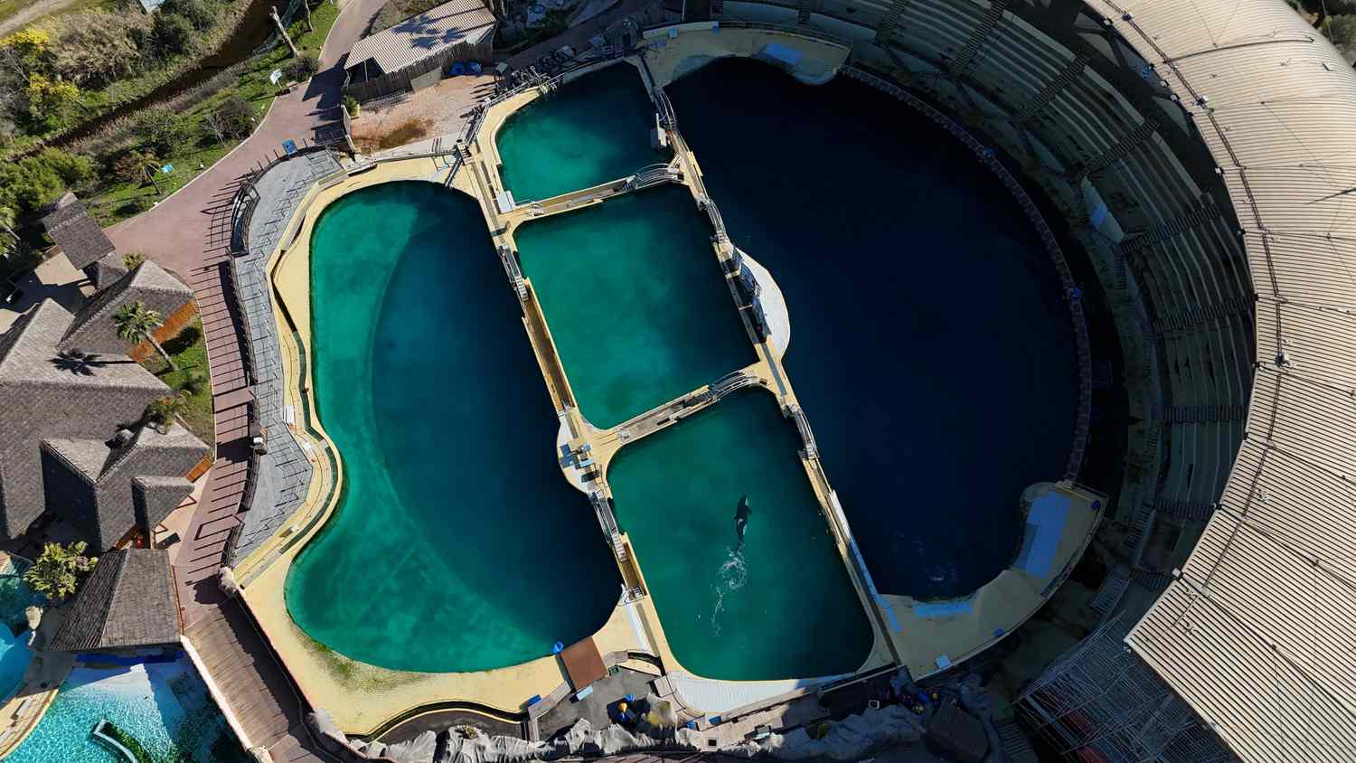 orcas y delfines