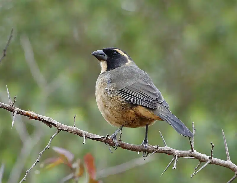 El pájaro Siete cuchillos se convirtió en un símbolo del tráfico ilegal de aves en Mendoza. Foto: Wikipedia.