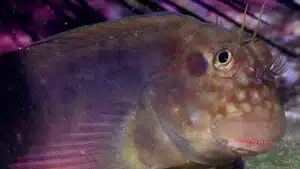 Parásitos en peces de Brasil
