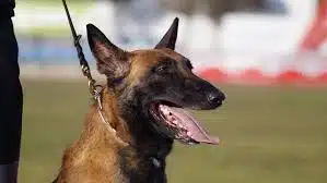 Cão belga. Foto: La Razón.