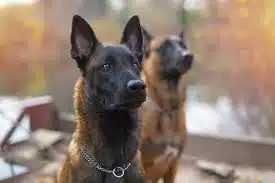 Cão belga. Foto: Mundo Deportivo.