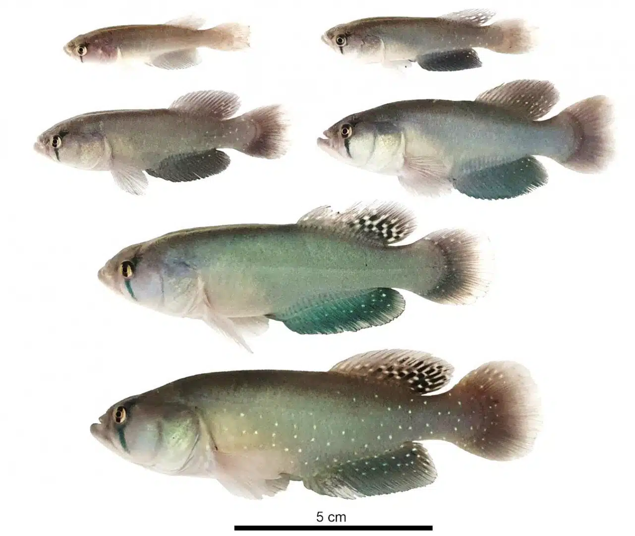 Los nuevos peces killis. (Foto: Parques Nacionales).