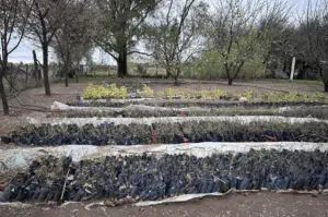 Plantación de caldén en San Luis. Foto: Sec. Estado de Ambiente y Desarrollo Sustentable de San Luis.