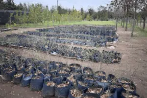 Restauração ambiental em San Luis. Foto: Sec. Estado de Ambiente y Desarrollo Sustentable de San Luis.