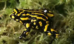 Pseudophryne corroboree, la rana sin salto pero con una cualidad que podría salvar su especie. Foto: ResearchGate.