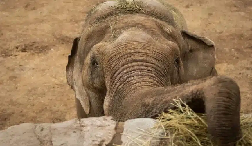 Quién era Tamy, el último elefante en cautiverio de la Argentina. (Foto: diario Los Andes).