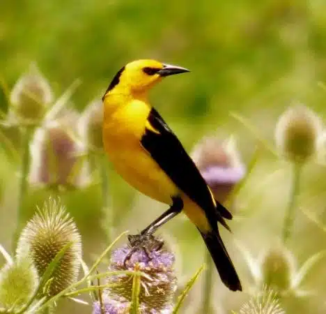 Assim é o tordo amarelo.