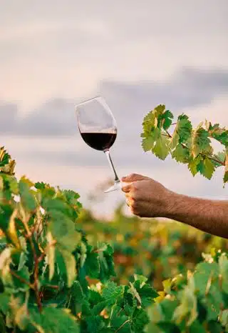 European wine. (Photo: Freepik).