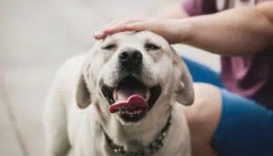petting dogs