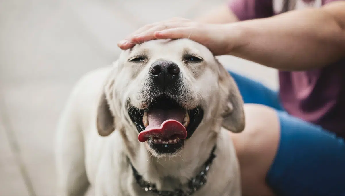 Inovação no Peru que permite criar cães para cães com mobilidade reduzida