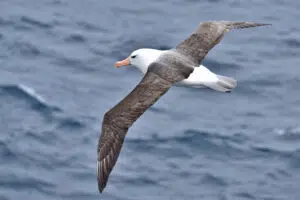 albatros