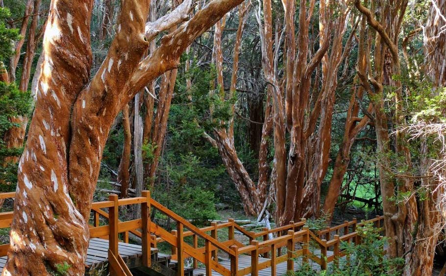 Trees of Bariloche