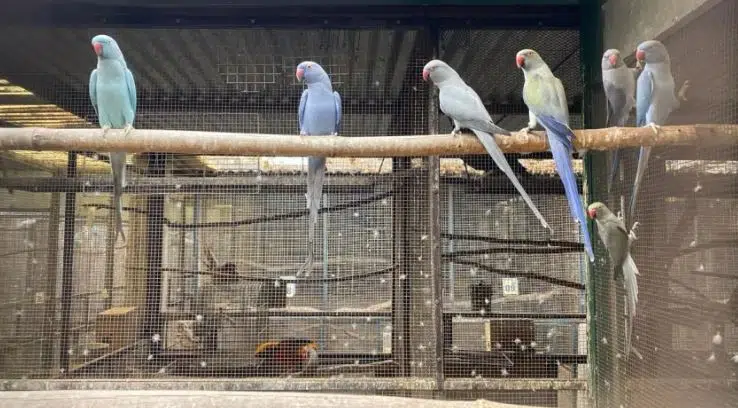 Rescued 109 exotic birds from wildlife trafficking in Chaco. (Photo: Data Chaco).