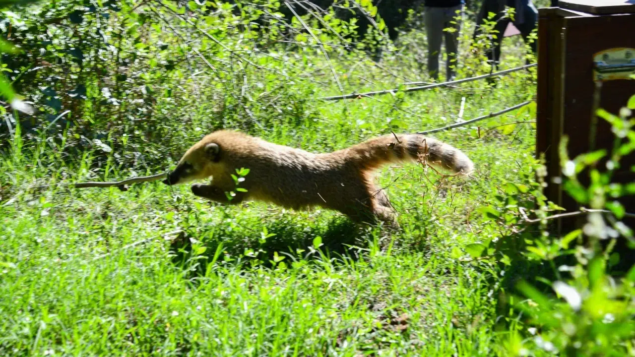Coatí. Foto: Reconquista Hoy. 