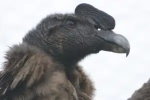 Condor. Photo: Sec. State of Environment and Sustainable Development of San Luis.