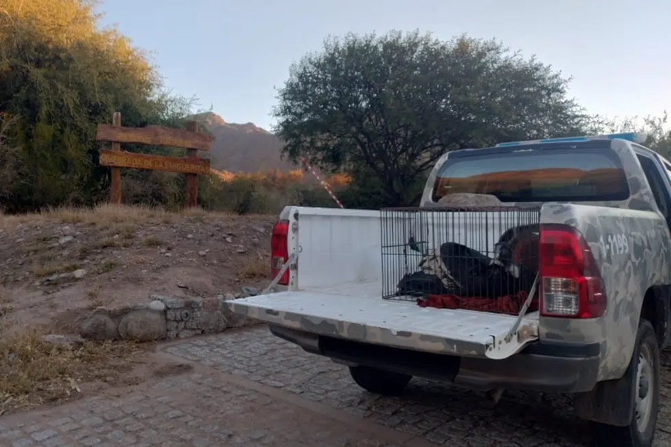The injured Andean condor.