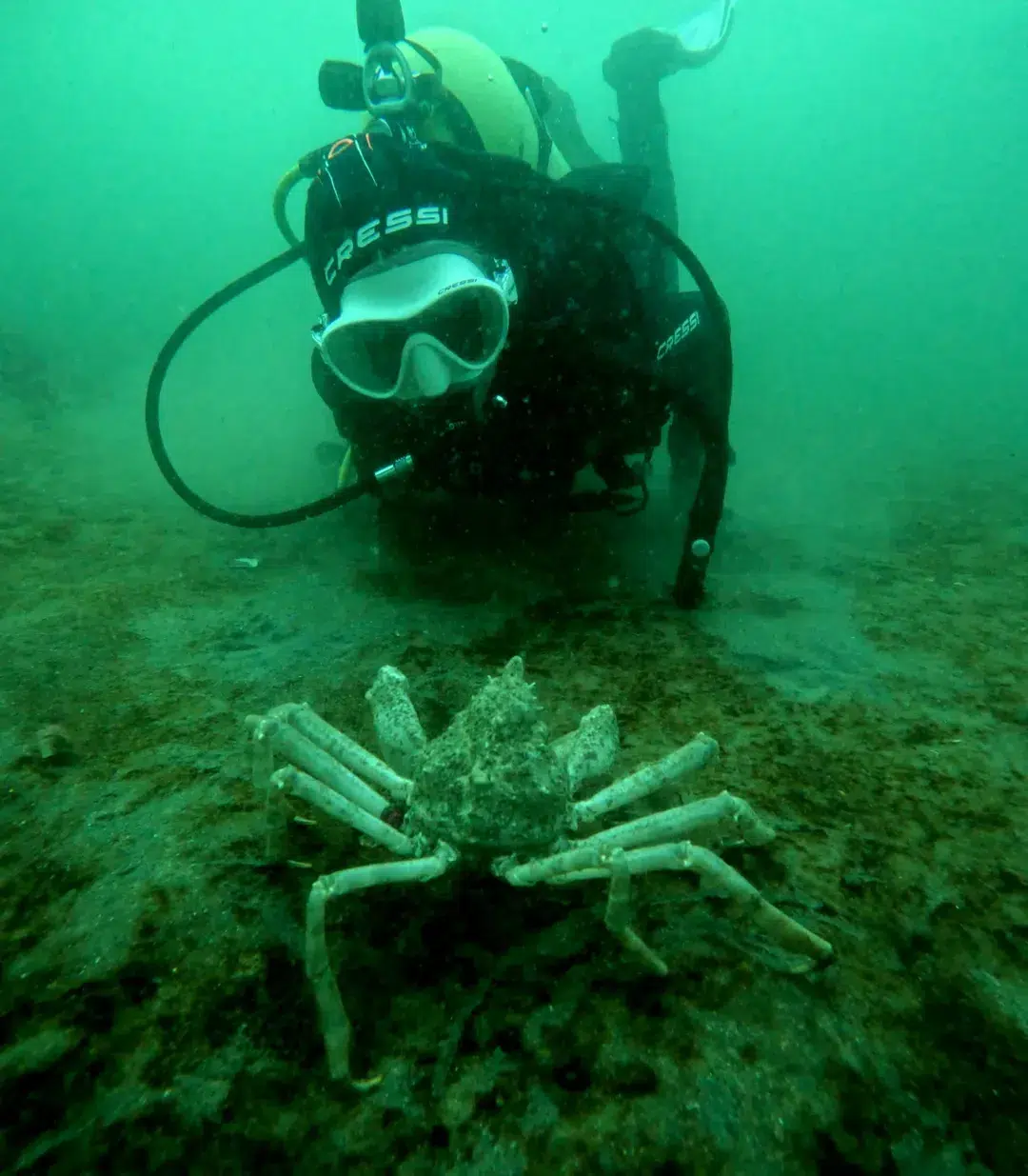 Buceo en la Patagonia. Foto: Instagram/@escueladebuceozeus.
