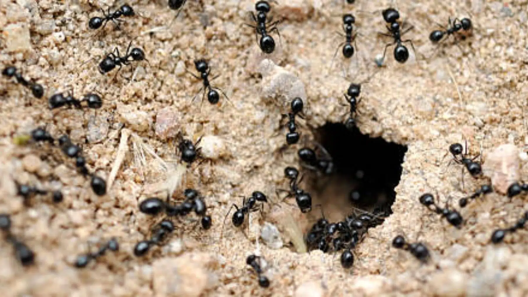 Cómo eliminar los hormigueros del jardin. Foto: OkDiario.