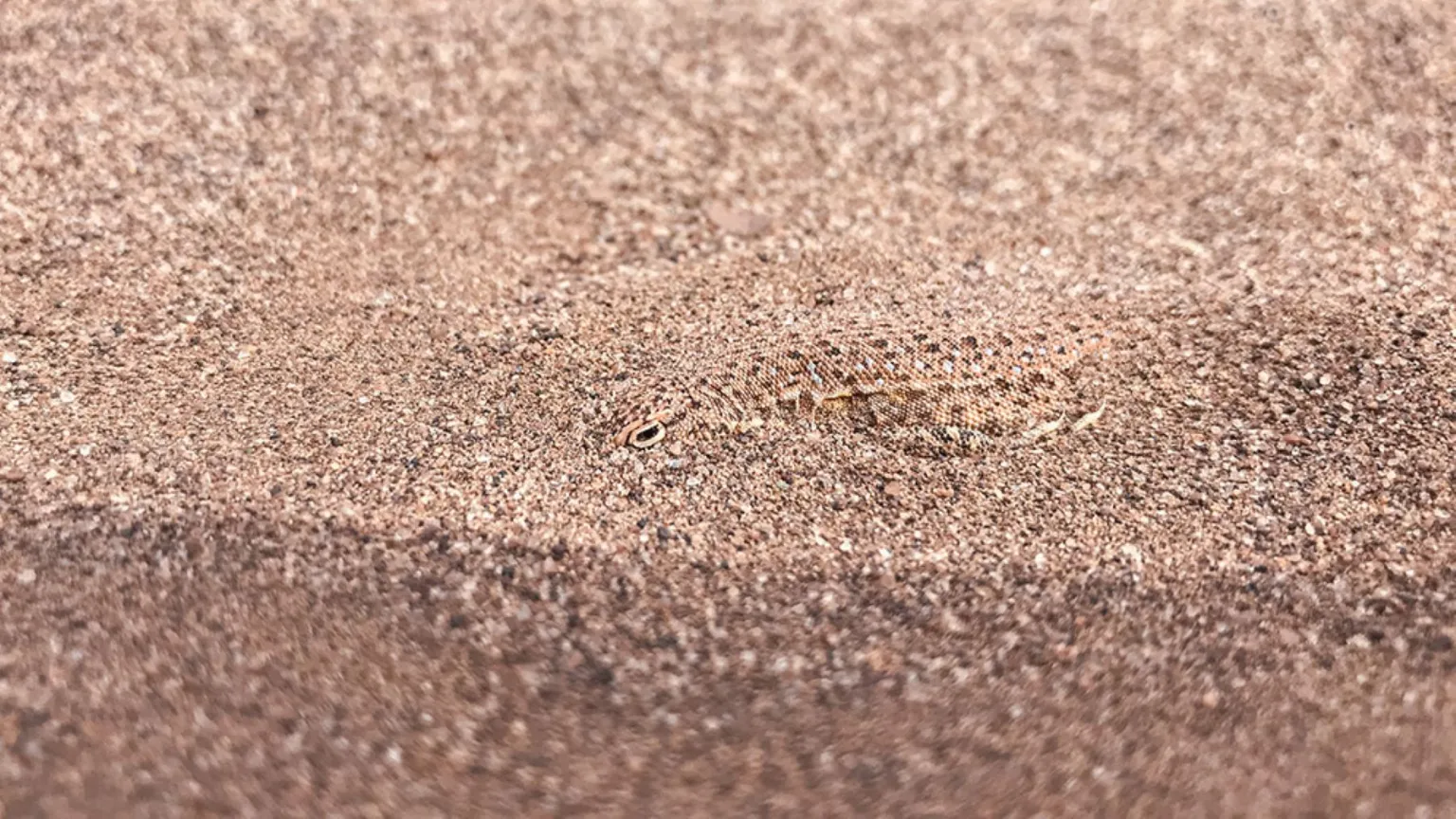 Lizard discovered in Neuquén. Photo: Río Negro.