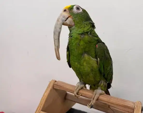 El animal rescatado. (Foto: Valle de Aburrá- El Espectador).