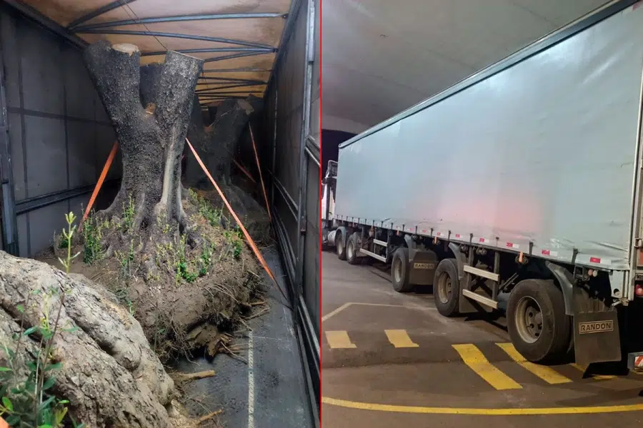 Intercepted a truck at the border with Brazil transporting illegally six olive trees. Photo: El Once.