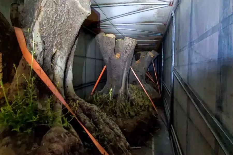 In Brazil, an olive tree is worth between 4,000 and 100,000 reais. Photo: El Once.